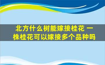 北方什么树能嫁接桂花 一株桂花可以嫁接多个品种吗